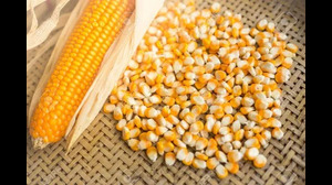 Corn