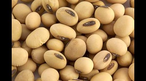 SoyaBean